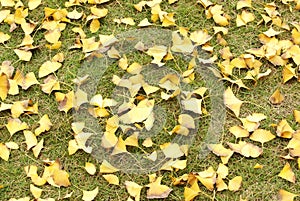 Ginkgo tree leaves on grassplot photo