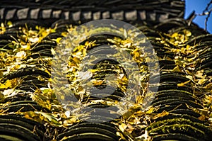 The ginkgo tree leaves