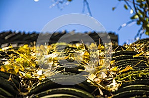 The ginkgo tree leaves