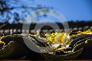 The ginkgo tree leaves