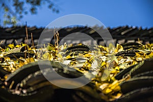 The ginkgo tree leaves scenery