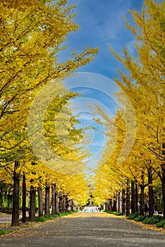 Ginkgo tree road in autumn at Azuma sport park Fukushima Japan