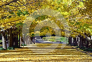 Ginkgo Tree Road in Showa Kinen Park