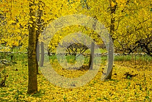 Ginkgo trees in autumn
