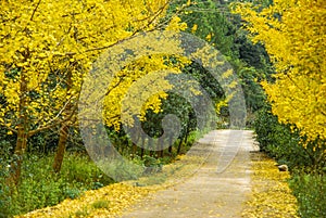Ginkgo trees in autumn