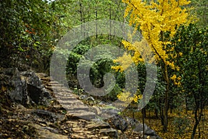 Ginkgo trees in autumn