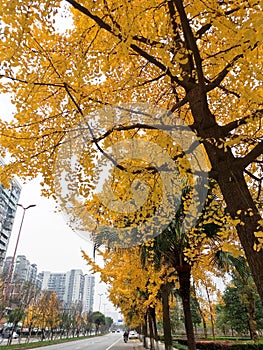 Ginkgo trees on both sides of the road