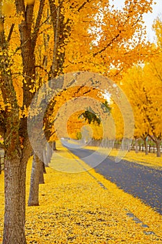 Ginkgo Trees Line The Road To A Winery in Napa Valley