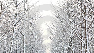 Ginkgo trees by roadsides were covered in thick snow in winter, leafless trees