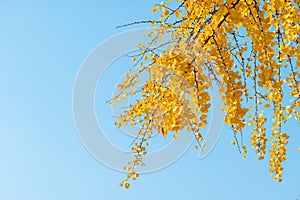 Ginkgo trees with yellow leaves against clear blue sky in autumn
