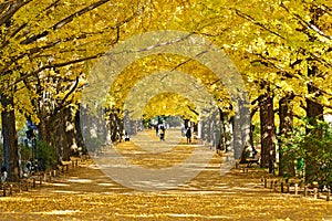 Ginkgo trees with yellow leaves in National Showa Memorial Park
