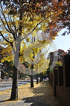 Ginkgo yellow foliage trees in Autumn in alley in the morning in Seoul, South Korea