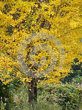 Ginkgo yellow leaves in autumn