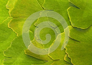 Ginkgoes bilobate - background