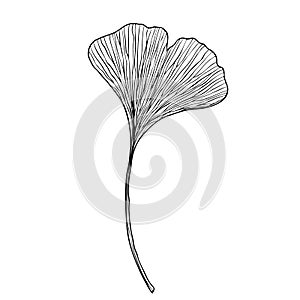 A ginko biloba leaf on a white background. Design for logo and wedding illustration. Black and white vector illustration