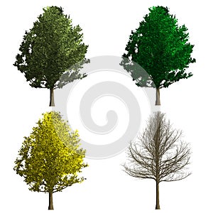 Ginko biloba tree rendering showing four season