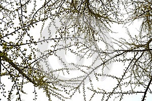 Ginko branches in early spring