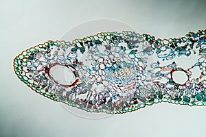 Ginko leaf in cross section