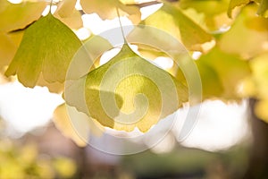 Ginko leaf in fall with autumn leaves in background