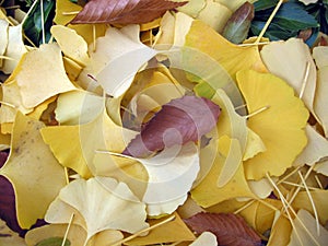 Ginko leaves