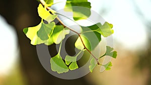 Ginko leaves and branches on a blurry natural background