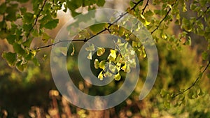 Ginko leaves and branches on a blurry natural background