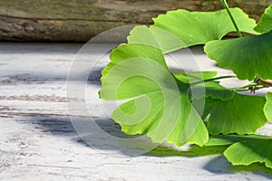 Ginko leaves or ginkgo biloba used to treat blood circulation, memory, fatigue, tinnitus and alzheimer`s disease.