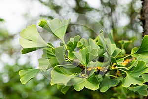 Ginko leaves in nature background