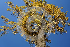 Ginko tree in fall