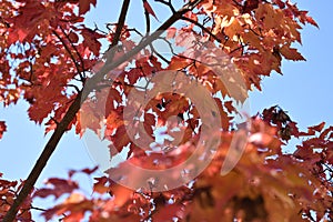 Ginnala Maple Tree and Blue Sky