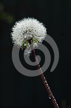 Ginny Joe Dandelions  going to seed ready to fly