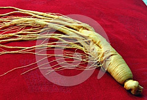 Ginseng photo