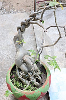 Ginseng in flowerpot