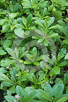 Ginseng flowers and leaves