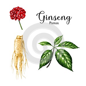 Ginseng herb set watercolor illustration. Hand drawn realistic organic natural plant botanical illustration. Ginseng raw