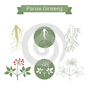 Ginseng. Isolated plant on white background