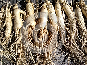 Ginseng photo