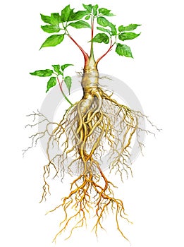 Žeň šen rostlina dlouho kořeny na bílém. realistický akvarel ilustrace 
