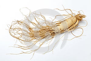 ginseng root photo