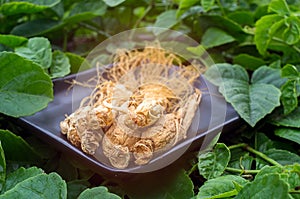 Ginseng root on the black plate