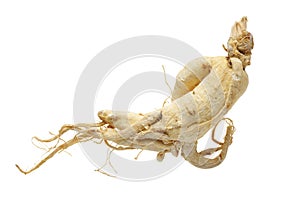 Ginseng root