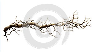 Ginseng root isolated on a white background