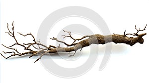 Ginseng root isolated on a white background