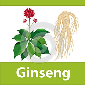 Ginseng root with leaf and flower. Vector illustration.