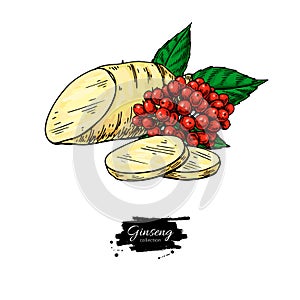 Ginseng root slice and berry. Vector drawing. Medical plant sketch.