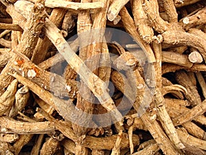 Ginseng roots from Chinese herbal pharmacy