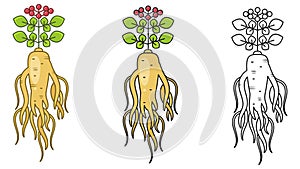 Ginseng. Vector Illustration . Ginseng Root And Leaf On White Background