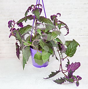 A Ginura plant with falling curly purple leaves from a clay pot on a white wall background. Flora home indoor plants