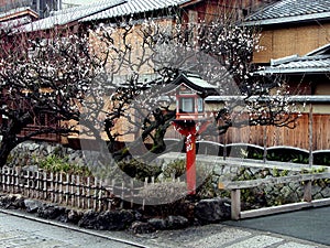 Gion lantern in spring