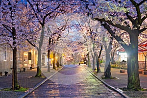 Gion Shirakawa, Kyoto, Japan